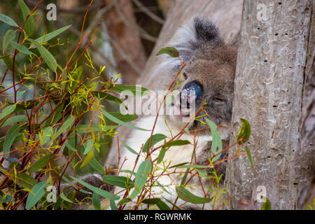 Koala Bären schlafen im Baum hinter treibt in Australien Stockfoto