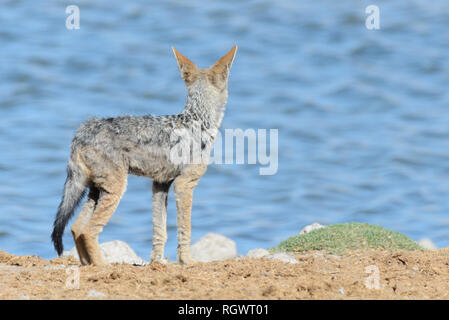 Wilder schakal am Wasserloch in der afrikanischen Savanne Stockfoto