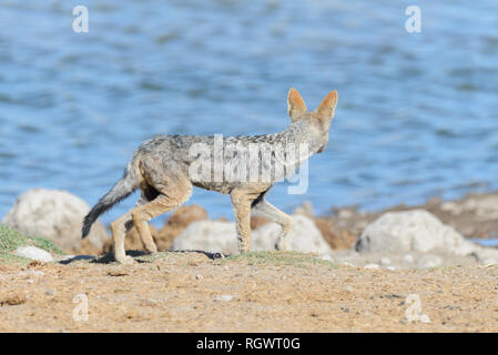 Wilder schakal am Wasserloch in der afrikanischen Savanne Stockfoto