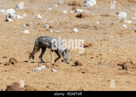 Wilder schakal am Wasserloch in der afrikanischen Savanne Stockfoto