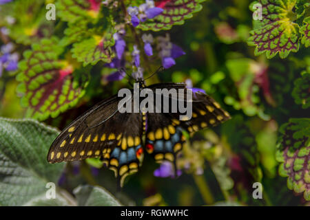 Makro Foto von einem Schwarzen Schwalbenschwanz Schmetterling Stockfoto