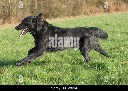 Flat Coated Retriever Hund Stockfoto