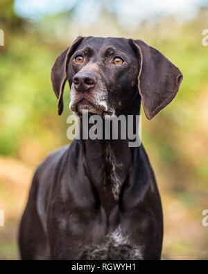 Deutsch Kurzhaar Pointer dog Stockfoto