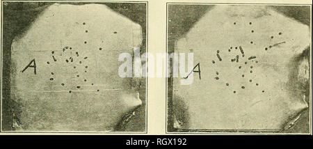 . Bulletin. Die Landwirtschaft. Bui. 1107. Us Abt. oder Landwirtschaft. Platte V.. Abb. 1. Blatt von Blei Legierung, die über befallene Partie der Eiche angeheftet wurde. Bereich zwischen den Zeilen markiert eine war mit einem Streifen von Zink, die Käfer aus den aufstrebenden verhindert. (Tabelle 1, Nr. 26 b) das Fotografieren durch S.E. Burke. Abb. 2.-Blatt Bleilegierung knapp vor dem Zedenten. Zeigt, wie die Käfer zur Seite gefördert, wenn Sie durch die Zink gestoppt wurden. (Tabelle 1, Nr. 26 b,) das Fotografieren von H. E. Burke.. Bitte beachten Sie, dass diese Bilder aus gescannten Seite Bilder, die digital für readabi gesteigert wurden extrahiert werden Stockfoto