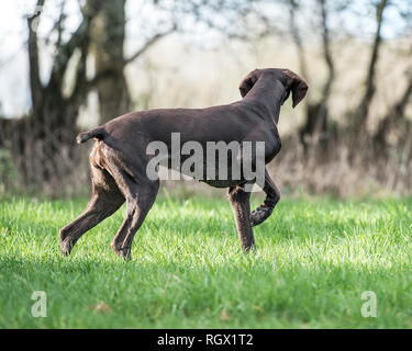 Deutsch Kurzhaar Pointer Hund auf Punkt zeigend Stockfoto