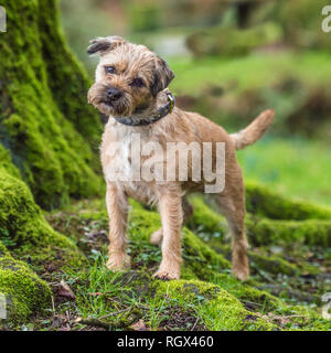 Border terrier Stockfoto