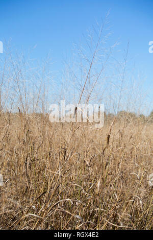 Nahaufnahme von Getrocknete, braune wiese gras wachsen Stockfoto