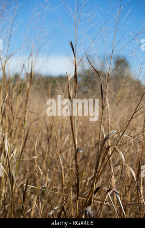 Nahaufnahme von Getrocknete, braune wiese gras wachsen Stockfoto