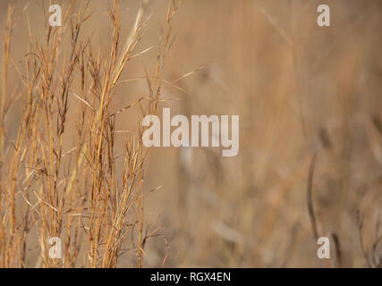 Nahaufnahme von Getrocknete, braune wiese gras wachsen Stockfoto