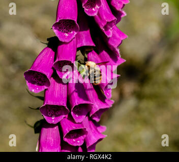 Eine Hummel (bombus pascuorum) Sammeln von Pollen und Nektar aus einer lila Fingerhut (Digitalis). Stockfoto