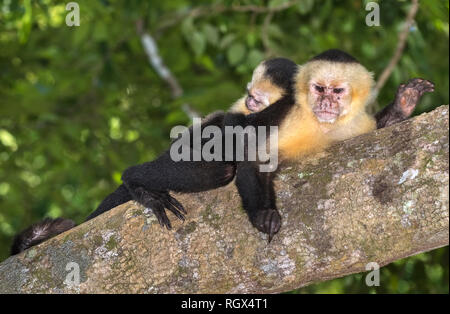 Female white-headed Kapuziner mit schlafenden Baby auf dem Rücken in den tropischen Regenwald, Costa Rica Stockfoto