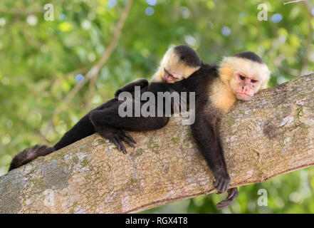 Female white-headed Kapuziner mit schlafenden Baby auf dem Rücken in den tropischen Regenwald, Costa Rica Stockfoto