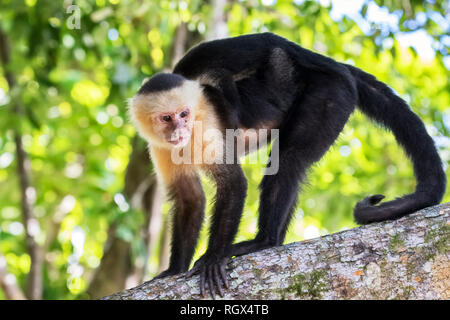 Female white-headed Kapuziner mit schlafenden Baby auf dem Rücken in den tropischen Regenwald, Costa Rica Stockfoto