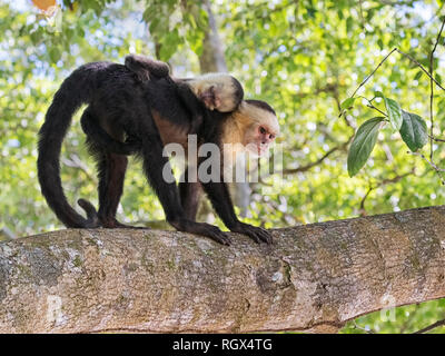 Female white-headed Kapuziner mit schlafenden Baby auf dem Rücken in den tropischen Regenwald, Costa Rica Stockfoto