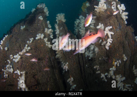 Kuckuck Lippfisch Stockfoto