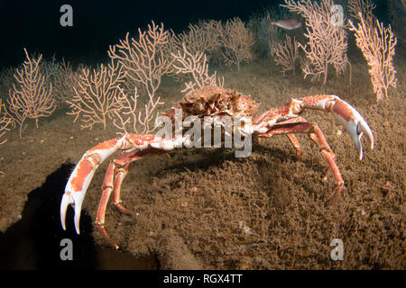 Europäische Spinne Krabbe Stockfoto