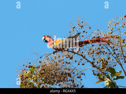 Der Scharlachmakrele (Ara macao), der den Obstbaum Quepos, Costa Rica, füttert Stockfoto