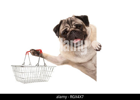 Glücklich lächelnde Mops Welpe Hund, Kabel metall Warenkorb, hinter weißen Banner, isoliert Stockfoto