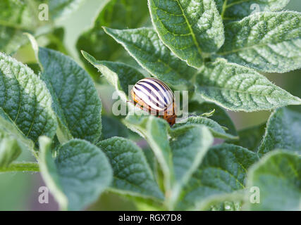 Reifen Coloradokäfer auf der potato Bush Stockfoto