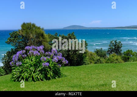 Eine blaue Blume Agapanthus (Lilie der Nil) Pflanze blühen an der Küste von New South Wales, Australien, dies ist ein nicht einheimischer Arten, die eine eingebürgert werden Stockfoto