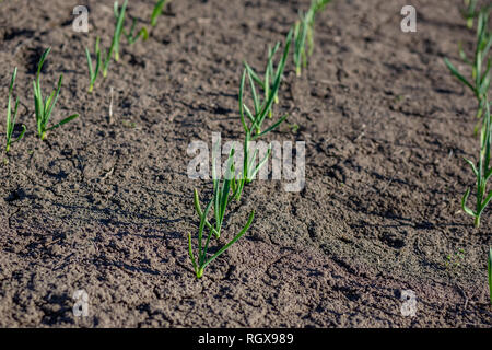 Frühe Werke von Knoblauch auf dem Boden im Frühjahr close-up. Stockfoto