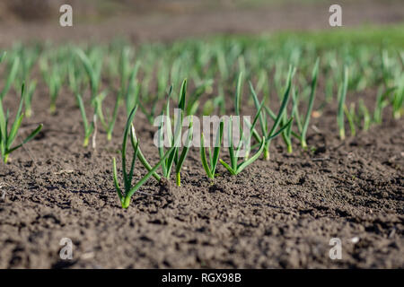 Frühe Werke von Knoblauch auf dem Boden im Frühjahr close-up. Stockfoto