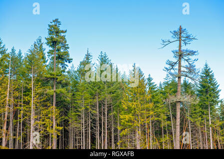 Baum von oben auf einem Berg, auf einer Website in Ladysmith, Vancouver Island, Kanada Stockfoto