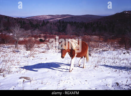 Wildes Pony, Appalachian Trail, Grayson Hochland State Park, Virginia Stockfoto