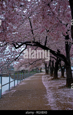 Washington, DC, USA, 2. April 2006 die Kirschbäume sind voller Farben in diesem Jahr Blüten mit Farbe um das Tidal Basin explodieren. Credit: Mark Reinstein/MediaPunch Stockfoto