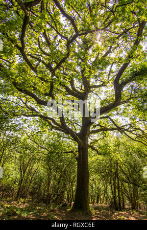 Leigh Wald Wald im Somerset, Bristol, Vereinigtes Königreich. Die Sonnenstrahlen über die Äste auf einem tiefen Wald mit einer erstaunlichen natürliches Licht Stockfoto