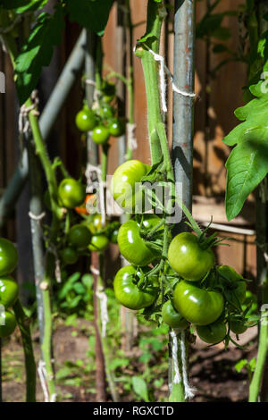 Grüne Tomaten Stockfoto