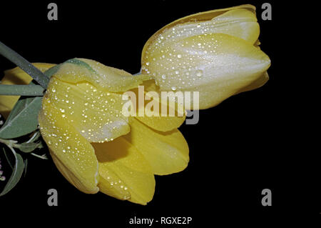 Gelbe Tulpe Nahaufnahme Stockfoto