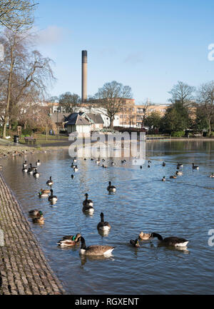 Enten und Gänse auf leazes Park See zum Bootfahren, Newcastle upon Tyne, England, Großbritannien Stockfoto