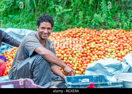 Kullu, Himachal Pradesh, Indien - August 06, 2018: ein Mann, der Verkauf von frischen Tomaten in sainj Valley - Tomate Verkäufer Stockfoto