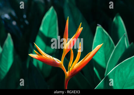 Heliconia Psittacorum oder Heliconia Golden Torch oder Falscher Paradiesvogel Blume. Exotische tropische Blumen im Dschungel Garten mit Blätter Hintergrund. Stockfoto