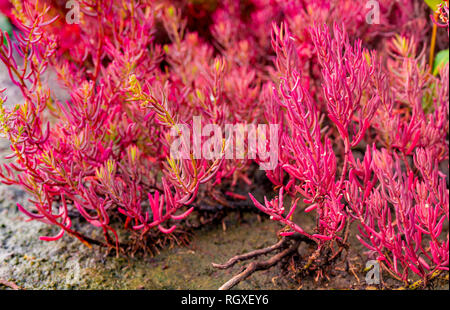 (Seablite Sueda maritima) Wachstum in sauren Böden. Sauren Böden Indikator Pflanzen. Rosa Seablite. Acid liebenden Pflanzen. Valentinstag Hintergrund. Exotischen Pflanze Stockfoto