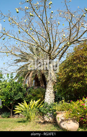 Eine tropische Thorn, Spike Baum (floss Silk) mit Früchten wunderschön in Kalya kibbutz Botanischer Garten in Israel angeordnet. Stockfoto