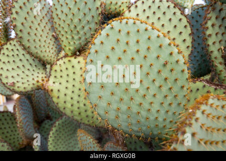 Natürliche große Kaktus Pflanze im Garten, die Ansicht zu schließen. Stockfoto