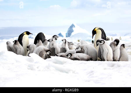 Kaiserpinguine (Aptenodytes forsteri), der größten Pinguin Arten, ihre Küken auf Eis auf Snow Hill Island in der Antarktis Stockfoto