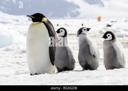 Kaiserpinguine (Aptenodytes forsteri), der größten Pinguin Arten, ihre Küken auf Eis auf Snow Hill Island in der Antarktis Stockfoto