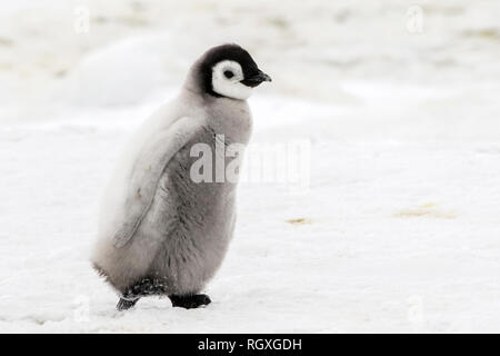 Adorable Kaiserpinguine (Aptenodytes forsteri) Küken auf Eis auf Snow Hill Island in der Antarktis Stockfoto