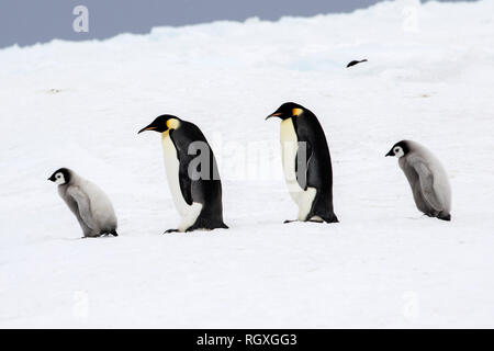 Kaiserpinguine (Aptenodytes forsteri), der größten Pinguin Arten, ihre Küken auf Eis auf Snow Hill Island in der Antarktis Stockfoto