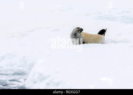 Krabbenesser (Lobodon carcinophaga) liegen am Rande des Meereises Schlaf- und Stretching in der Nähe von Snow Hill Island, Weddellmeer, Antarktis Stockfoto