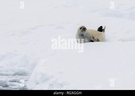 Krabbenesser (Lobodon carcinophaga) liegen am Rande des Meereises Schlaf- und Stretching in der Nähe von Snow Hill Island, Weddellmeer, Antarktis Stockfoto