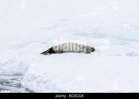 Krabbenesser (Lobodon carcinophaga) liegen am Rande des Meereises Schlaf- und Stretching in der Nähe von Snow Hill Island, Weddellmeer, Antarktis Stockfoto