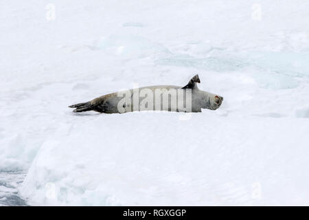 Krabbenesser (Lobodon carcinophaga) liegen am Rande des Meereises Schlaf- und Stretching in der Nähe von Snow Hill Island, Weddellmeer, Antarktis Stockfoto