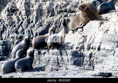 Südamerikanische Seelöwe/Southern Sea Lion (Otaria flavescens) am Beagle-Kanal, Argentinien Stockfoto