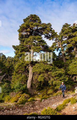 Wandern in der Natur. Biosphärenreservat. Naturpark Sierra de las Nieves. Spanische Tanne Abies pinsapo. Ronda, Malaga Provinz. Andalusien, Südspanien. Stockfoto