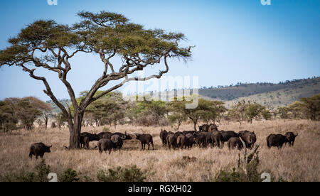 Safari in Kenia und Tansania, Dez '18 Jan '17. Stockfoto