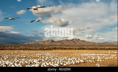 Schnee Gänse und Kanadakranichen sammeln in einem Maisfeld am Bosque Del Apache National Wildlife Refuge in Arkansas nach Futter zu suchen. Stockfoto